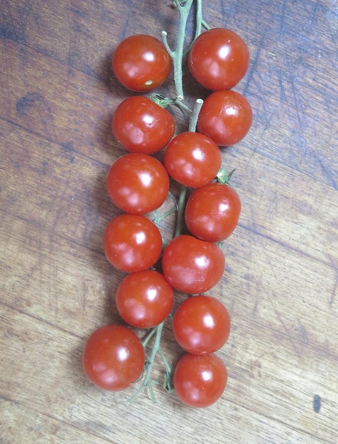 Picolino tomat - stor sats!! -