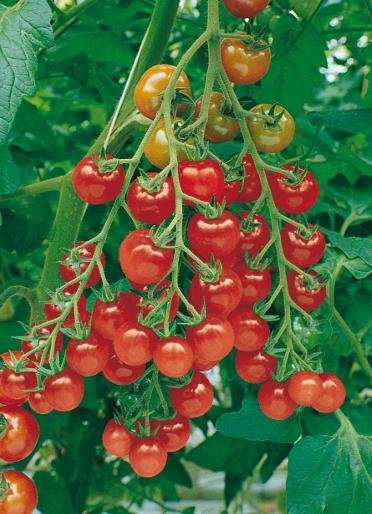 Picolino tomat - stor sats!! -