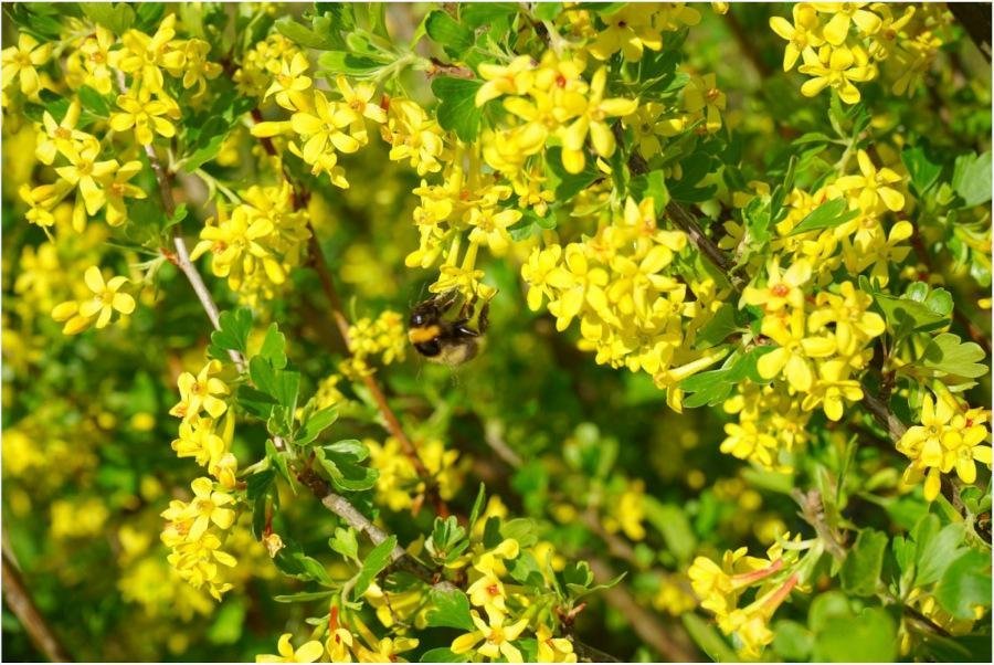 Frösats - fem sorters blommor -