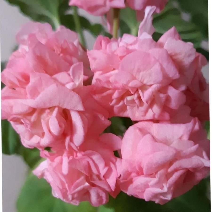 Antique Rose väldigt vackert rosebud pelargon-STOR planta