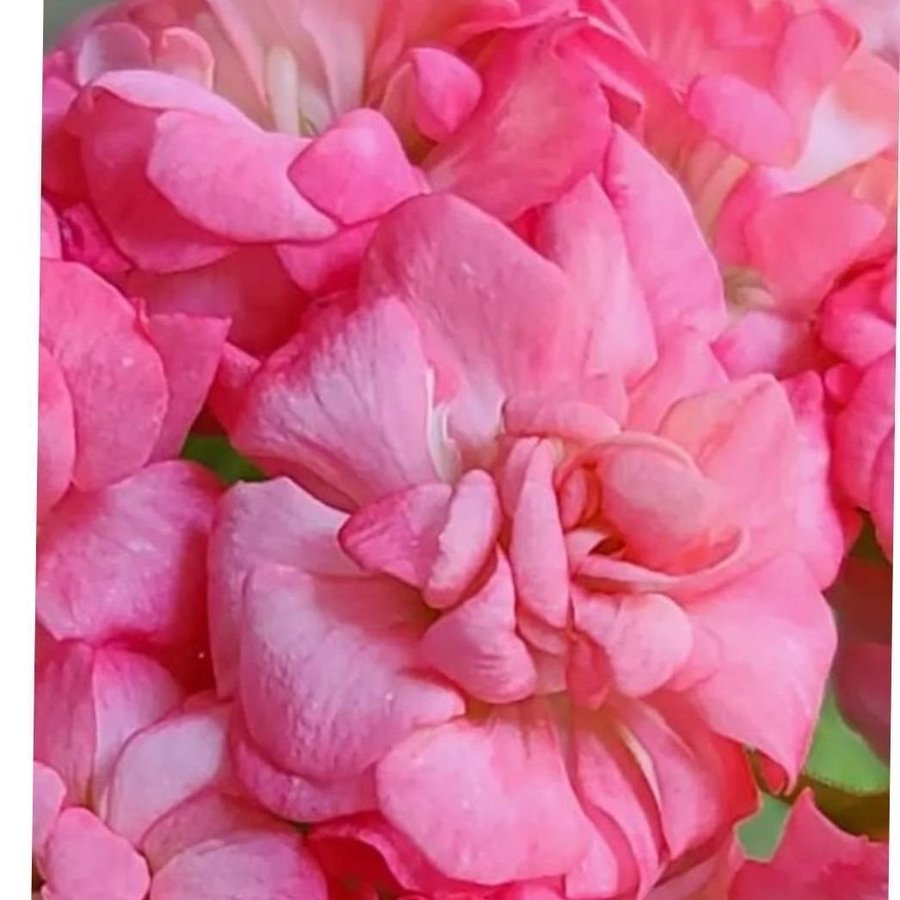 Antique Rose väldigt vackert rosebud pelargon-STOR planta