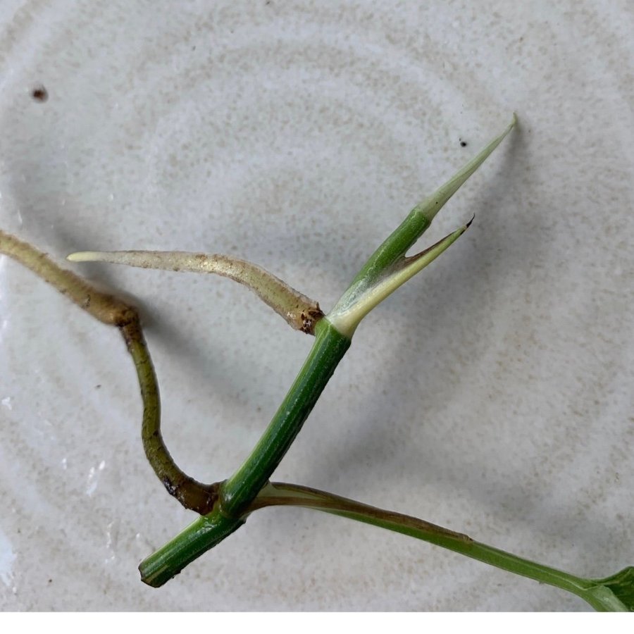Epiprenium pinnatum albo variegata stickling