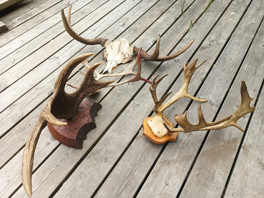 Samling Med Ren  Älg Kranium Horn Klädhängare