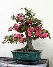 Camellia Japonica bonsai frön