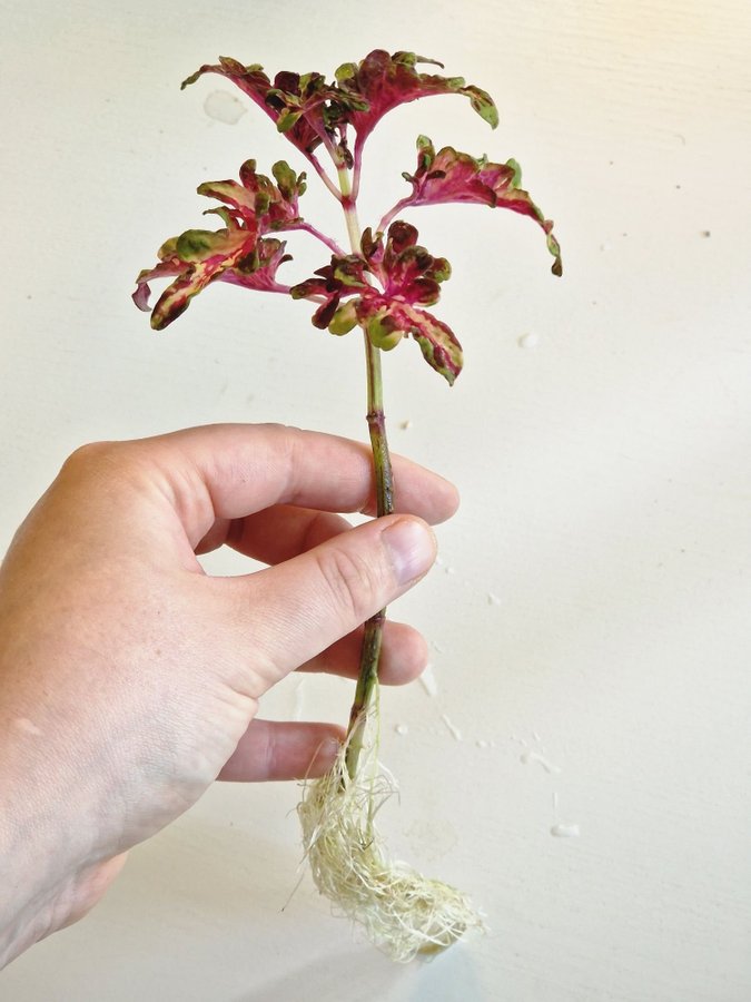 Ovanlig Palettblad Coleus Janja Rotad Stickling