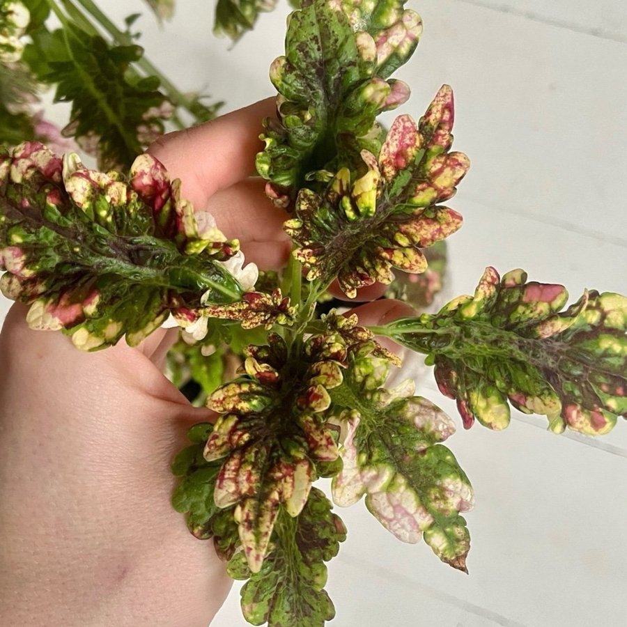 Stickling Palettblad Coleus Gilda