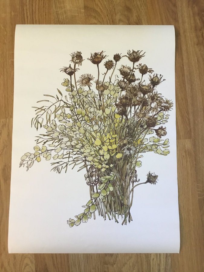 Botaniskt konsttryck, Plansch Floral ”Väderklint  Penninggräs” Strl 45 X 32 cm