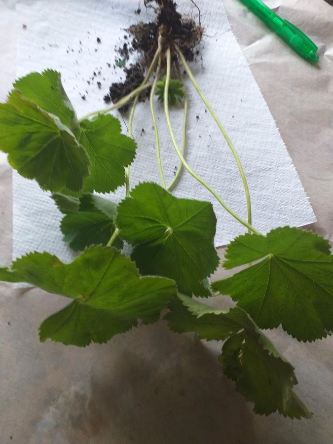 Jättedaggkåpa Alchemilla mollis- fleråriga plantor!