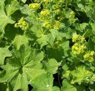 Jättedaggkåpa Alchemilla mollis- fleråriga plantor!