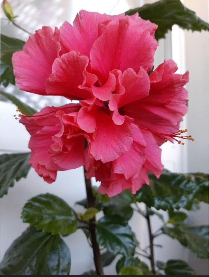 Väldigt vackert tropisk hibiskus - rotad stickling