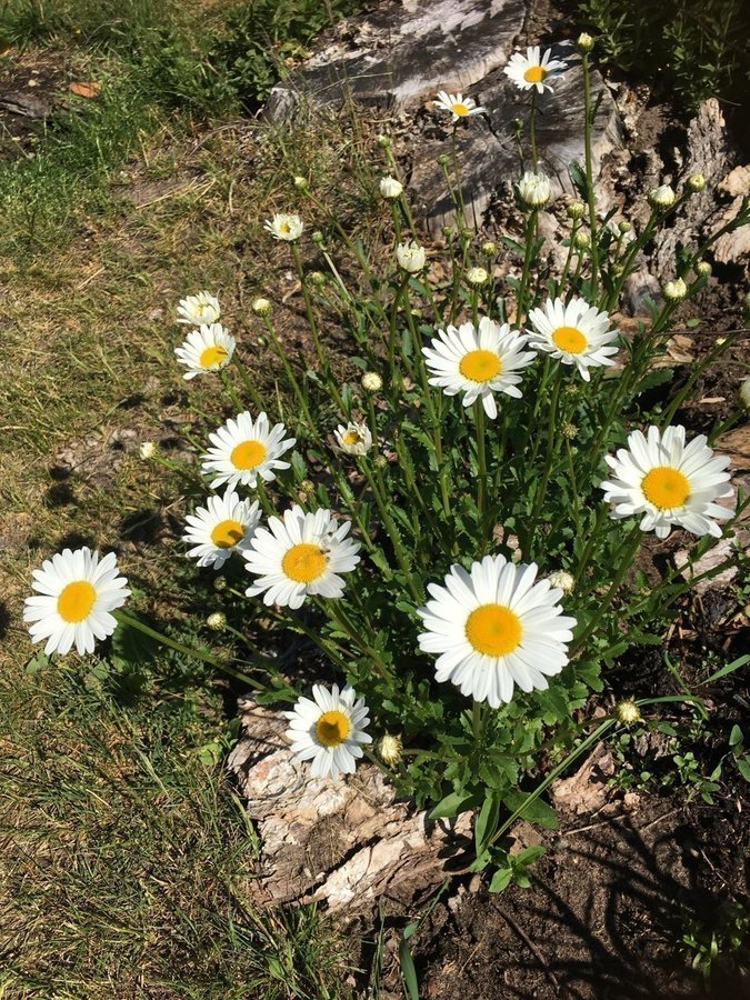 Stora Prästkragar 10 plantor perenn