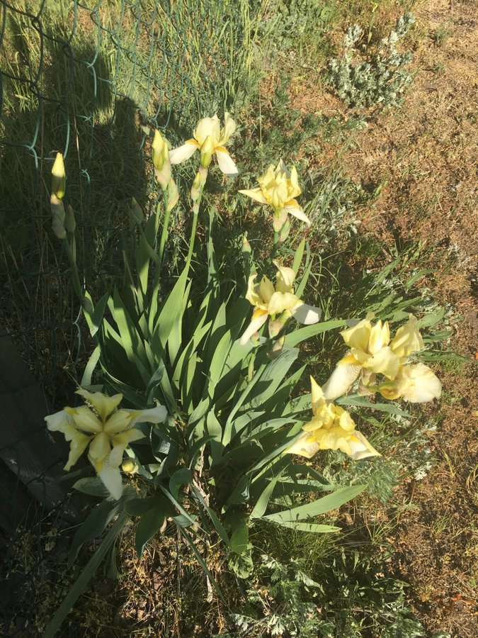 Iris 2 plantor perenn