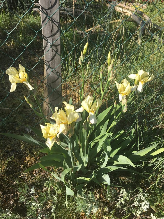 Iris 2 plantor perenn