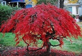 Acer rubrum röd lönn frön