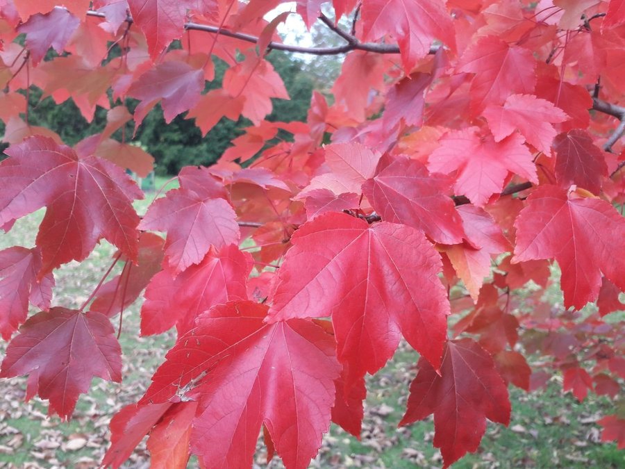 Acer rubrum röd lönn frön