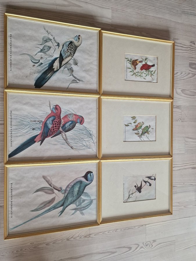 Vackra gamla tavlor med fåglar 3st 1950-tal