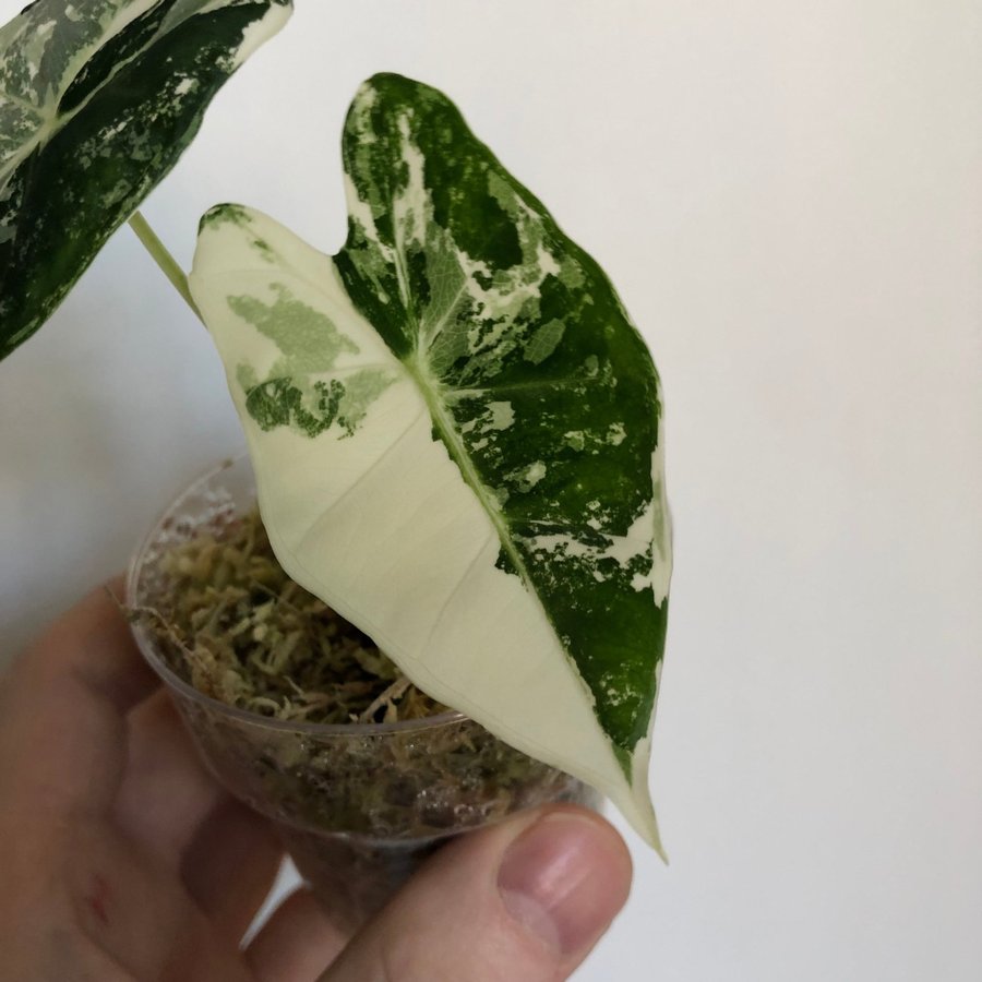Alocasia micholitziana Frydek variegata