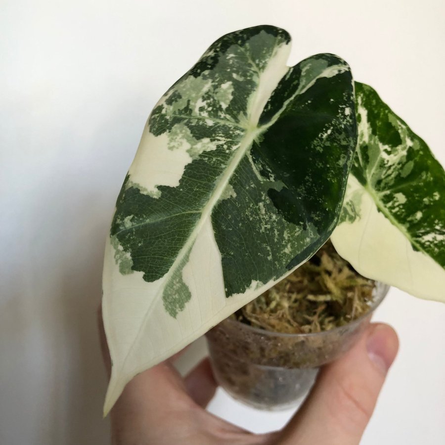 Alocasia micholitziana Frydek variegata