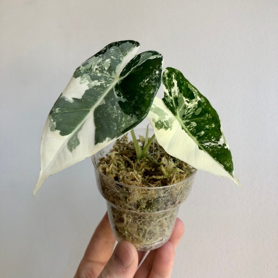 Alocasia micholitziana Frydek variegata