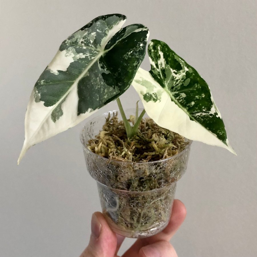 Alocasia micholitziana Frydek variegata