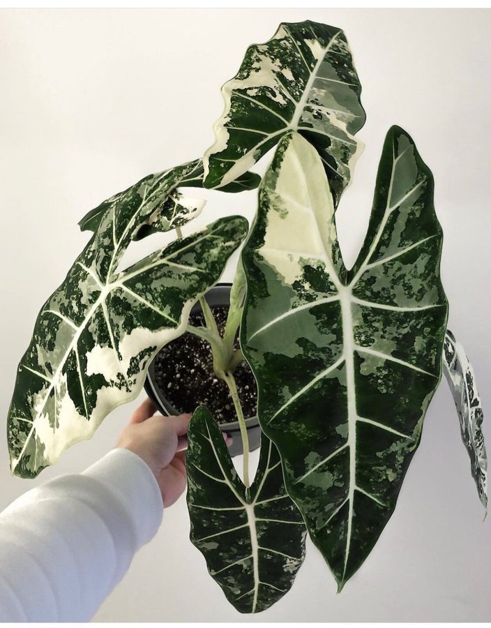 Alocasia micholitziana Frydek variegata