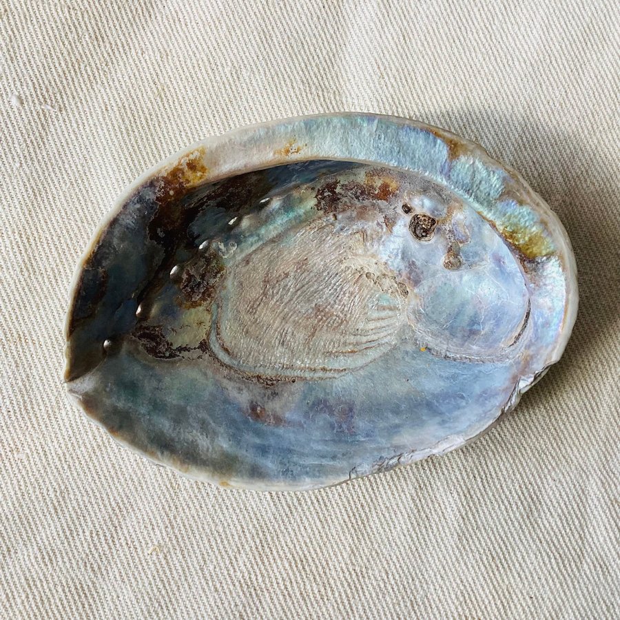 Stor Abalone-Snäcka Äkta Snäcka Skål ca 13 X 9 cm