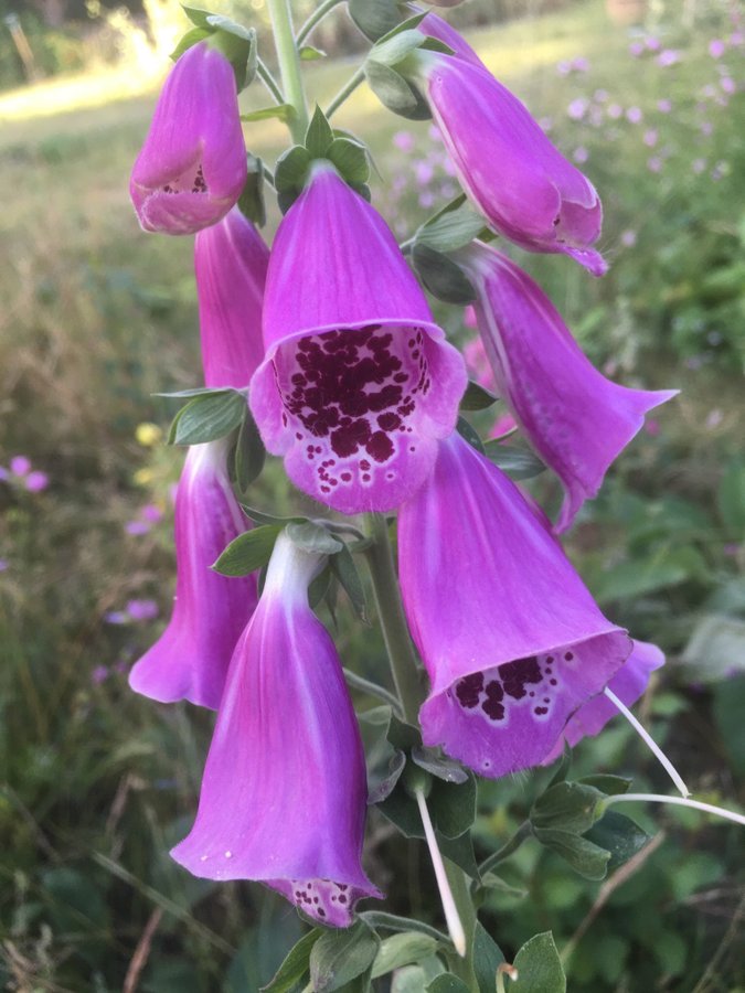 Fingerborgs Blomma 4st Plantor  Blandade Färger 