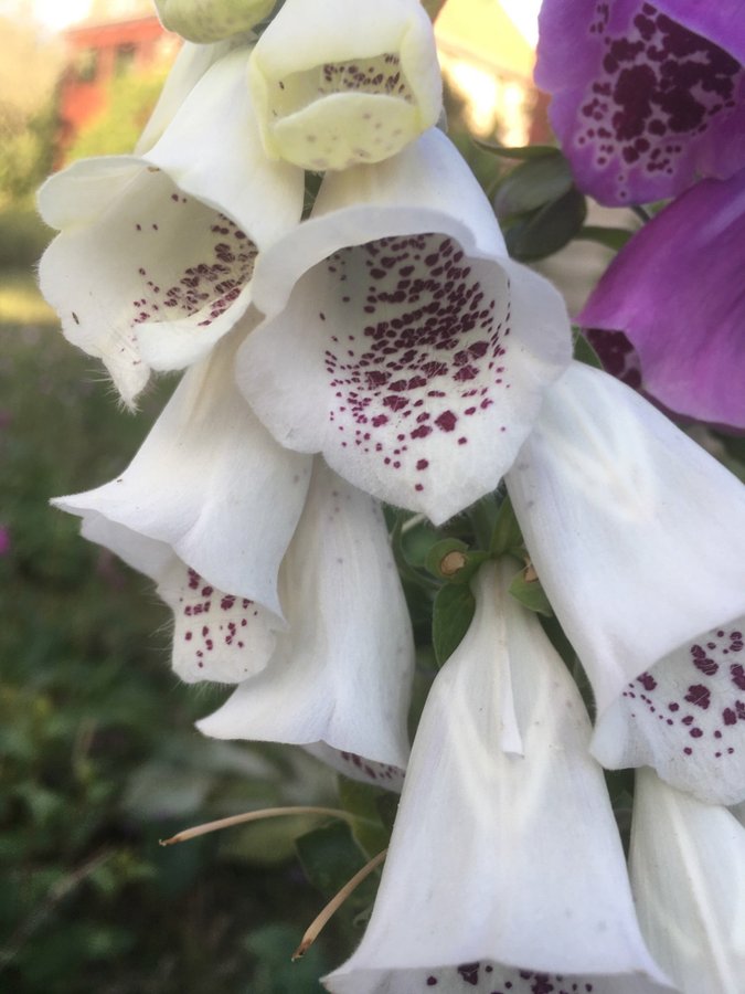 Fingerborgs Blomma 4st Plantor  Blandade Färger 