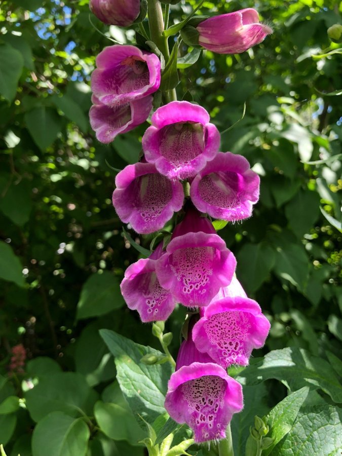 Fingerborgs Blomma 4st Plantor  Blandade Färger 