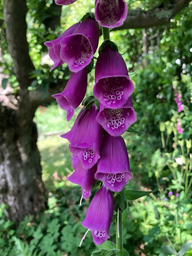 Fingerborgs Blomma 4st Plantor  Blandade Färger 