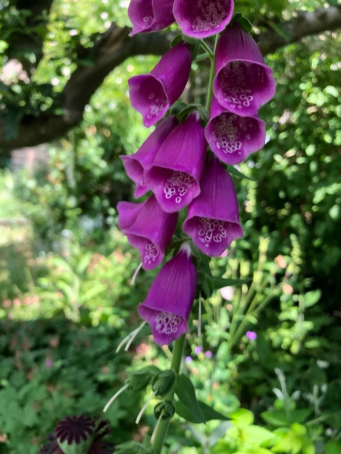 Fingerborgs Blomma 4st Plantor  Blandade Färger 