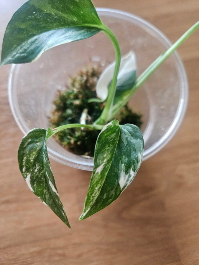 Epipremnum pinnatum variegata