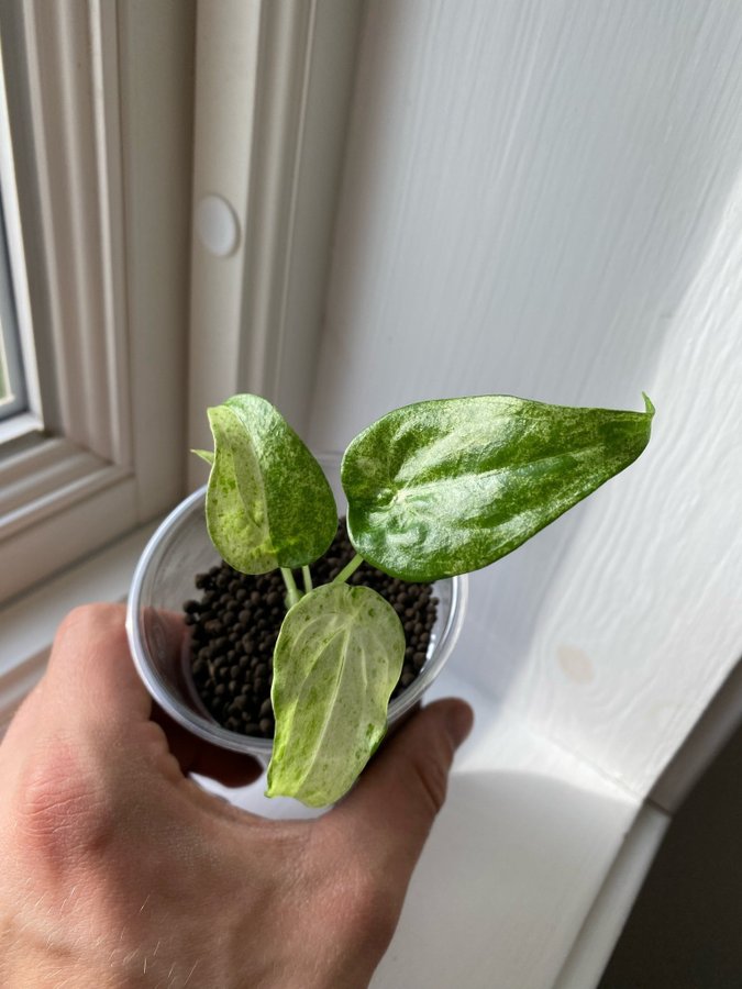 Alocasia Cucullata Variegata