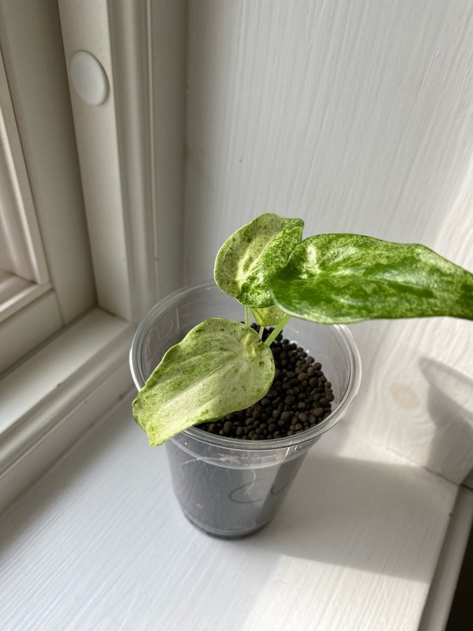 Alocasia Cucullata Variegata