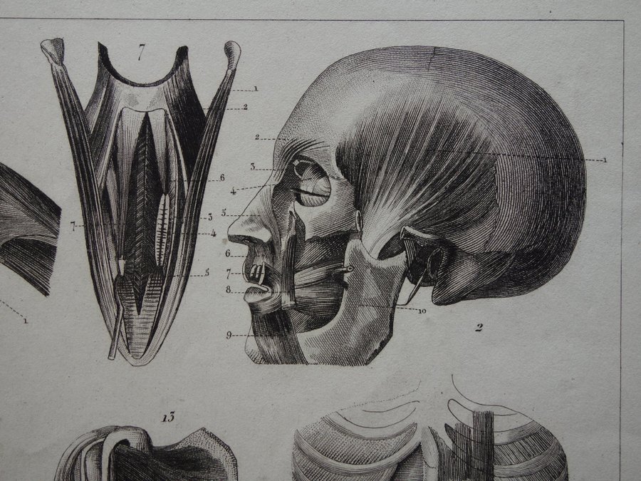 Vintage antik tryck print anatomi bilder muskler torso axel affisch anatomiprint