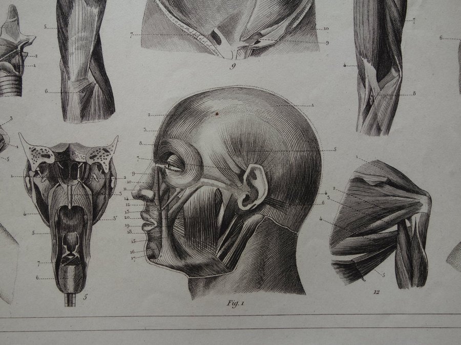 Vintage antik tryck print anatomi bilder muskler torso axel affisch anatomiprint