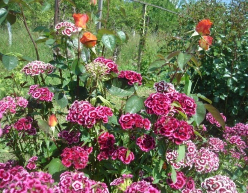 Turkiskt doft Borstnejlika 10 plantor flera färg perenn