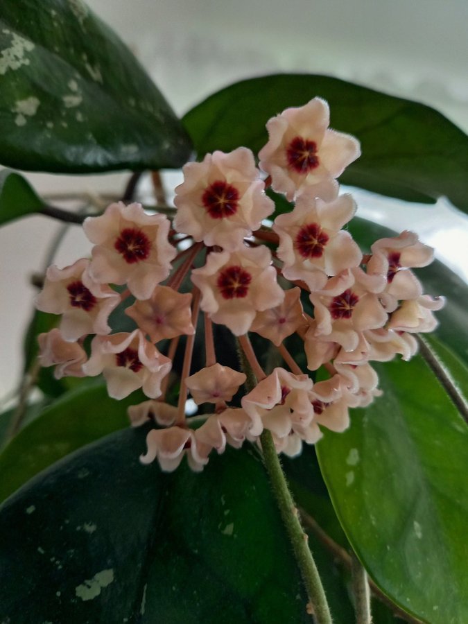 Hoya carnosa