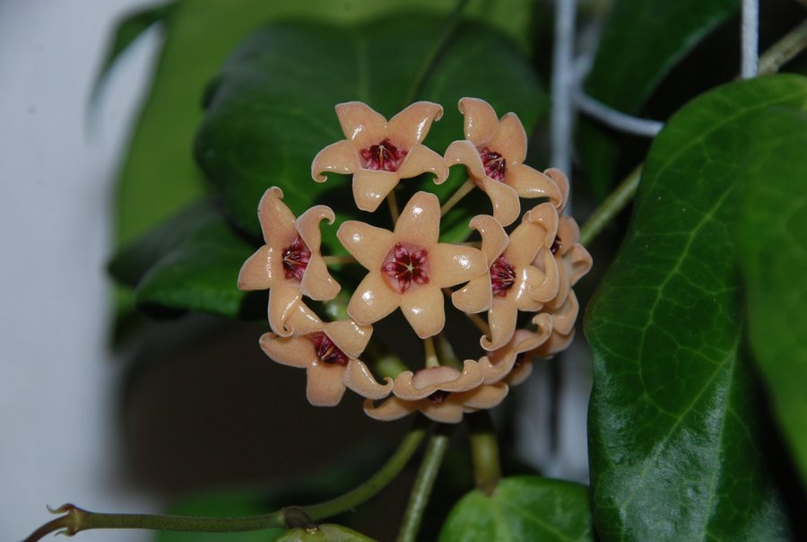 Hoya cutis-porcelana RJ-1 Välrotad stickl