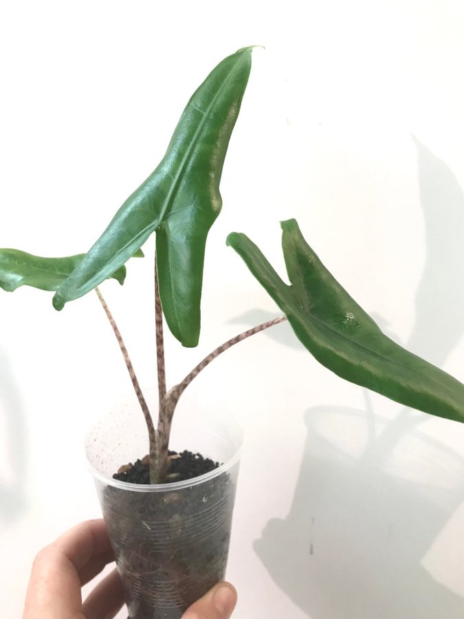 Alocasia Tigrina