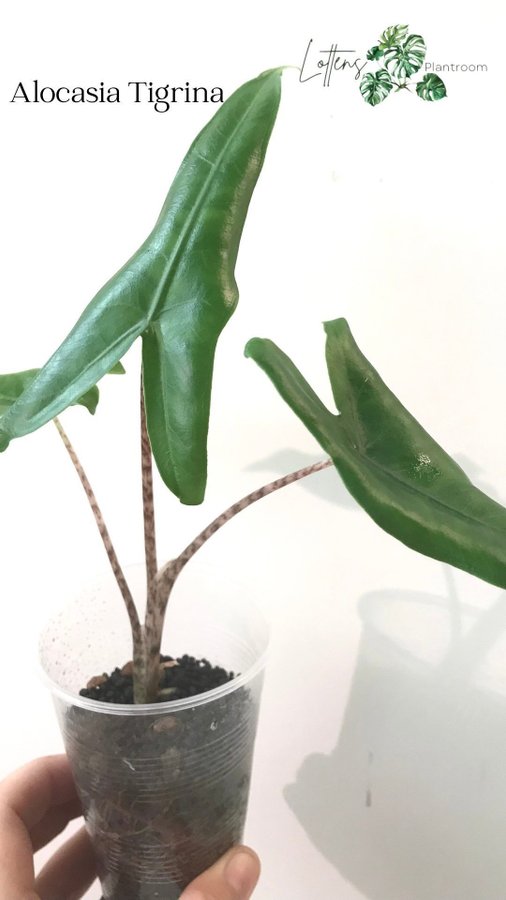 Alocasia Tigrina