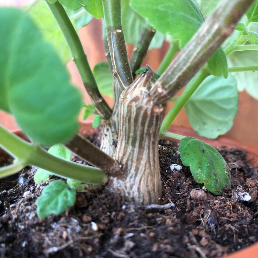 PLECTRANTHUS ”ERNSTII” - doftande Flaskljus