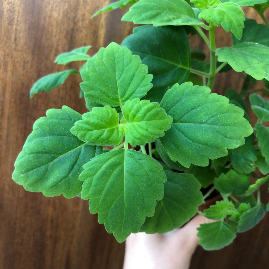 PLECTRANTHUS ”ERNSTII” - doftande Flaskljus