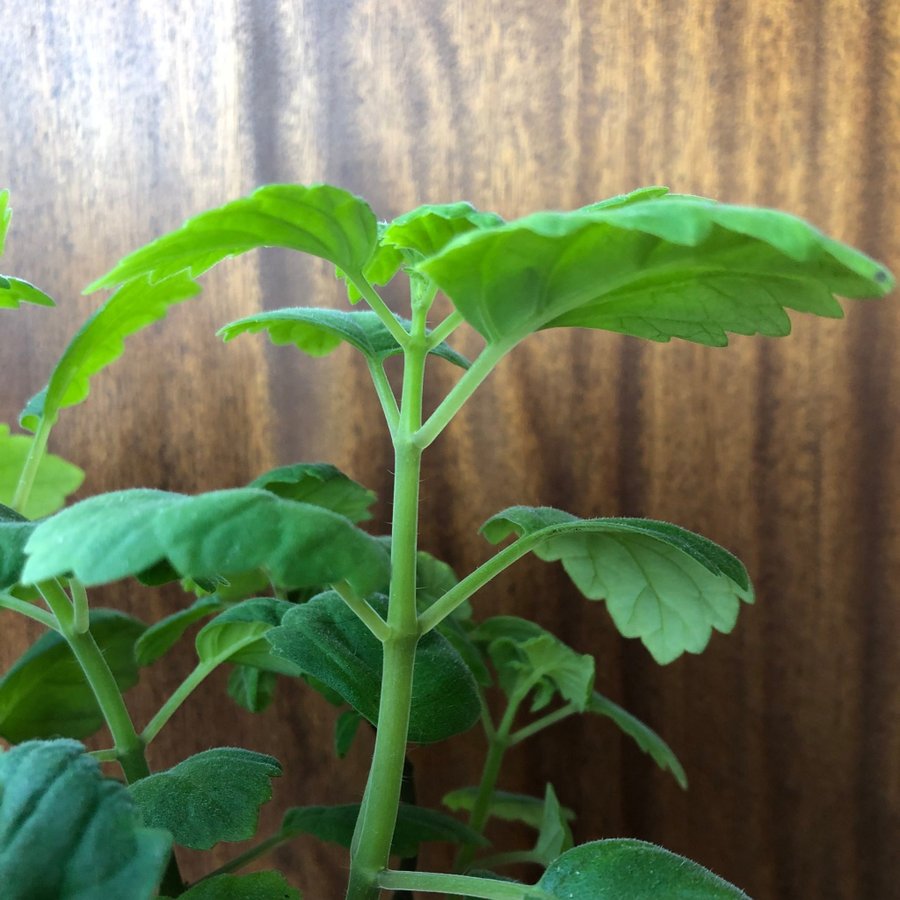 PLECTRANTHUS ”ERNSTII” - doftande Flaskljus