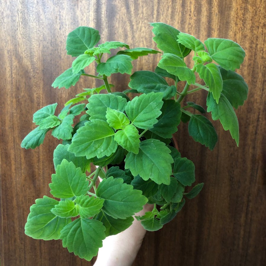 PLECTRANTHUS ”ERNSTII” - doftande Flaskljus