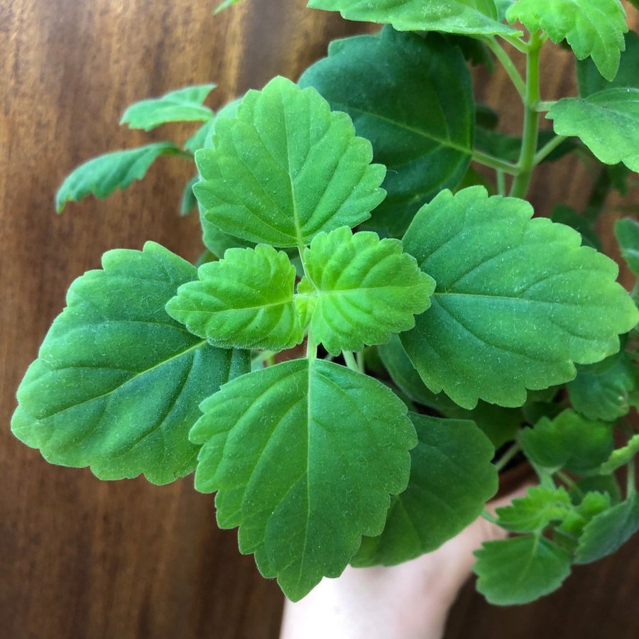 PLECTRANTHUS ”ERNSTII” - doftande Flaskljus