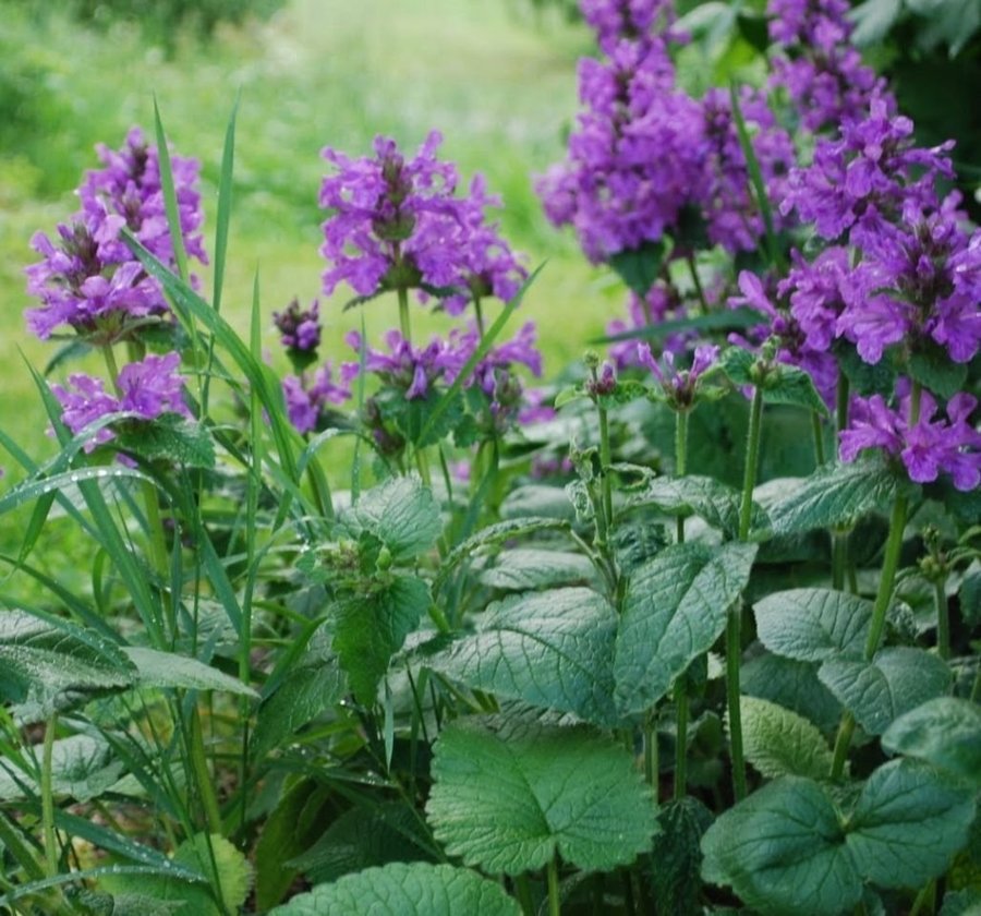 Praktbetonika Gammal Tålig Perenn 2 Plantor