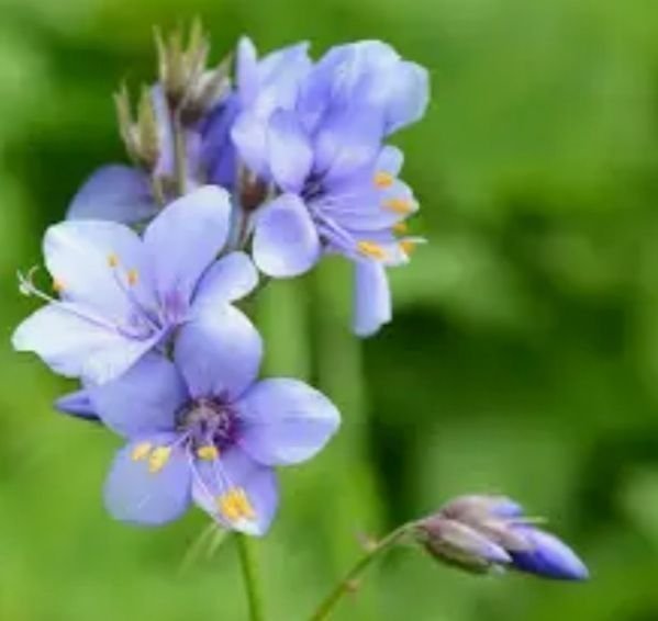 Blågull / Jacobsstege Perenn 2 Plantor