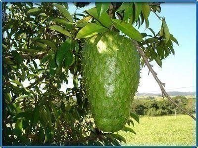 Taggannona Graviola Guanabana (Annona muricata L) - 3 frön