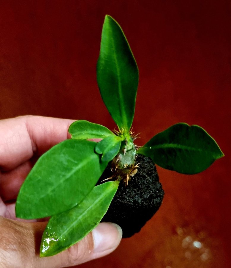 En rotad stickling från Kristi Törneblomma